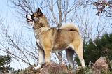 AKITA AMERICAIN 278